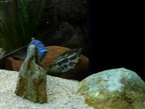 nimbochromis livingstonii reproduction