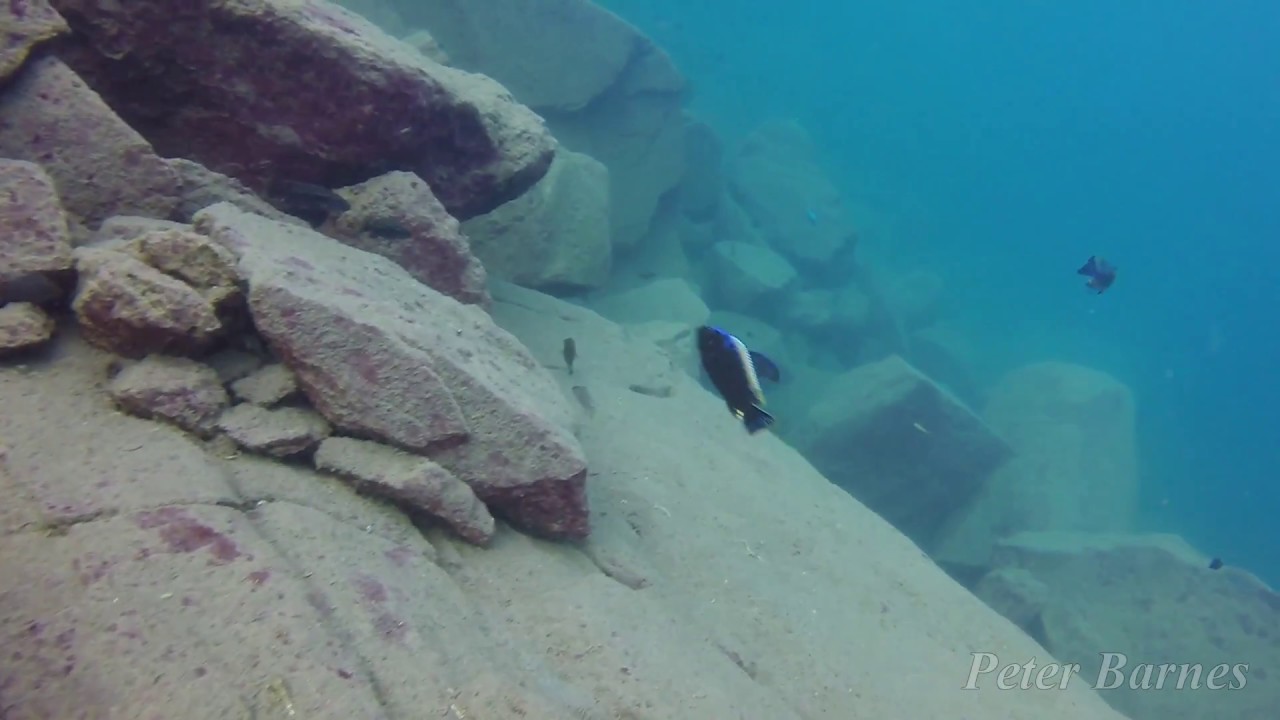 Cynotilapia aurifrons at Lion's Cove