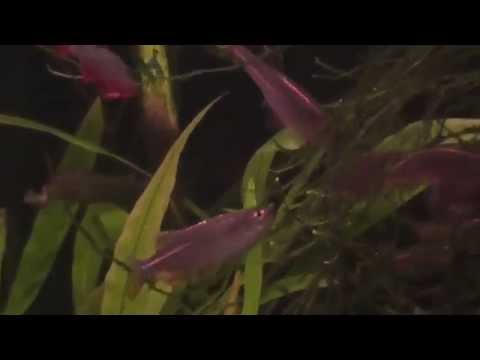Pearl Danio spawning, laying eggs. Danio Albolineatus.
