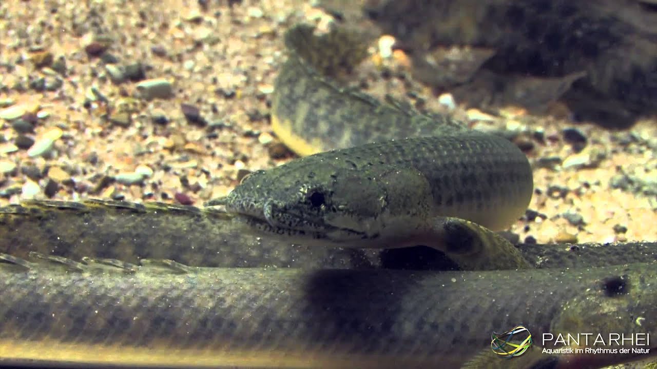 polypterus retropinnis