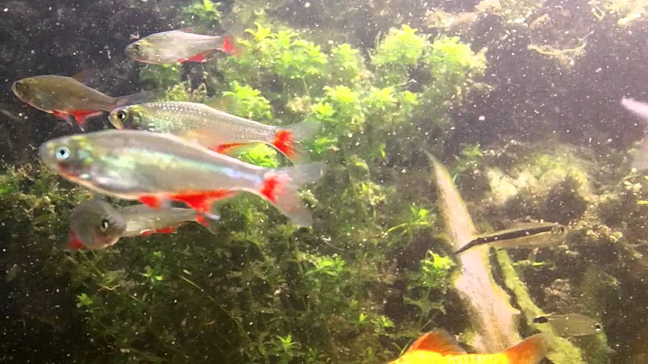 Aphyocharax Anisitsi