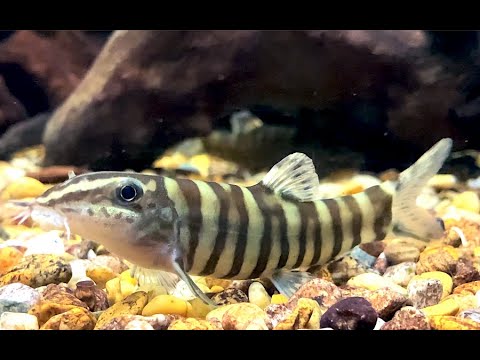 シニボティアロブスタ　Kansu Loach　Sinibotia robusta