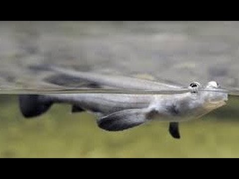 Anableps anableps, The Four Eyed Fish