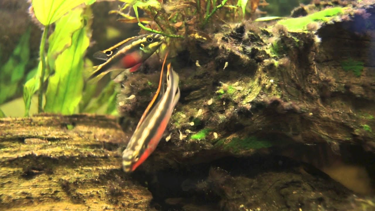 Kribensis cichlid protecting their fry (Pelvicachromis pulcher)