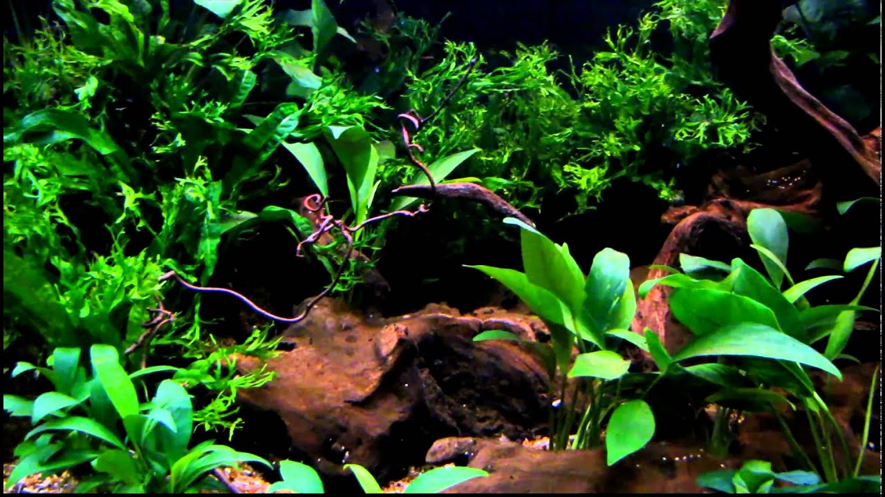 Puntius titteya in 70 cm cube. 343 lit.