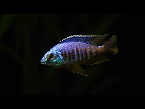 Placidochromis sp. "jalo"