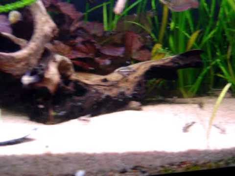 Parosphromenus deissneri