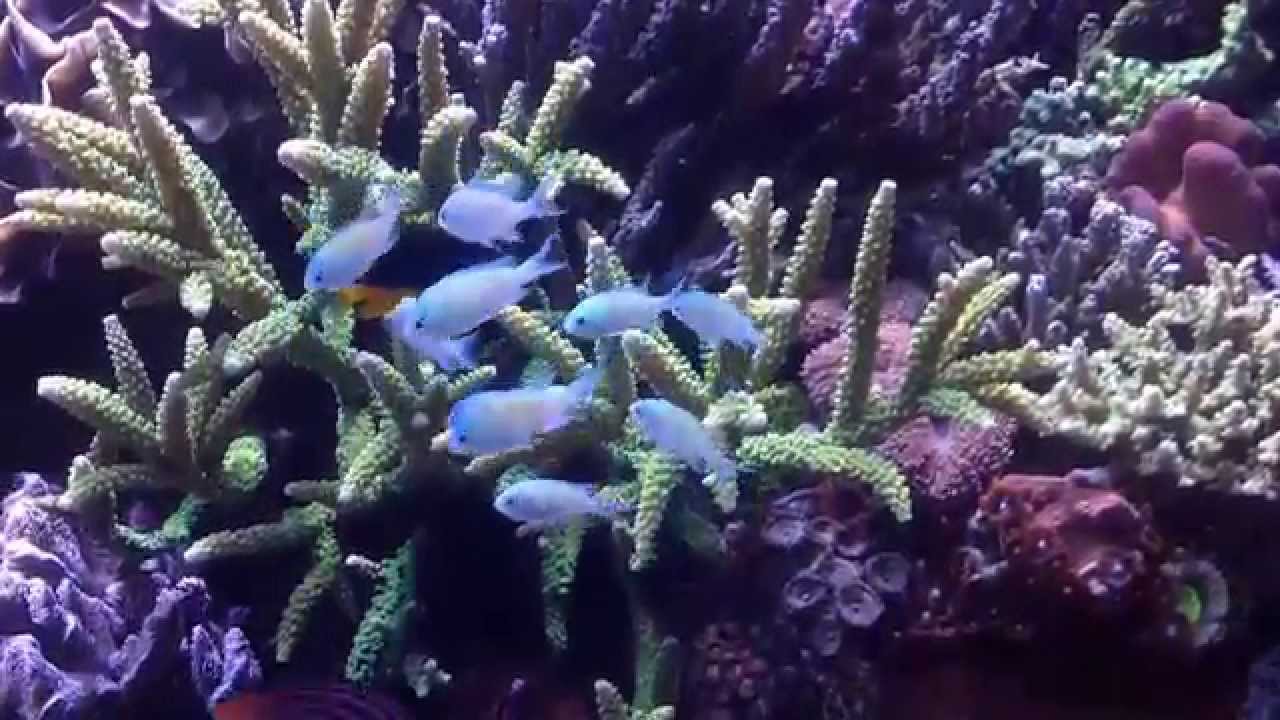Gruppe Chromis Viridis