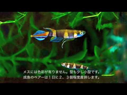 Pseudepiplatys annulatus AS