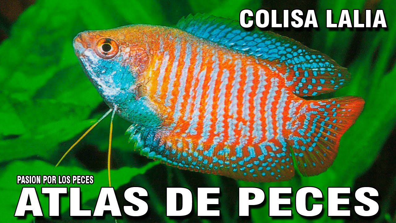ATLAS DE PECES "Colisa Lalia"