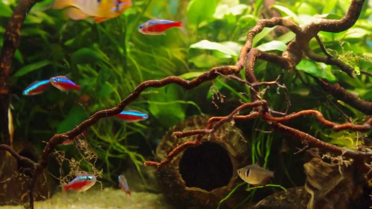 Apistogramma agassizii aquarium