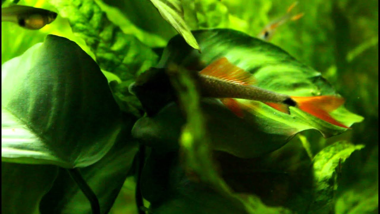 Epalzeorhynchos frenatum, Redfin shark