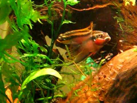Pelvicachromis taeniatus "Nigeria red"