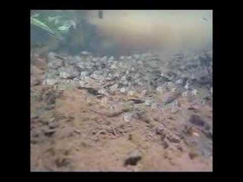 Corydoras in the Amazon
