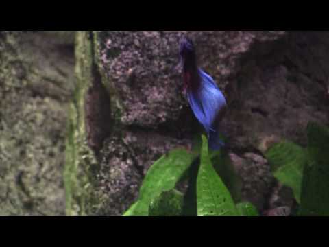 Betta splendens Blauw.mp4