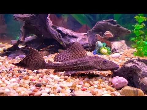 Common Pleco (Hypostomus plecostomus)