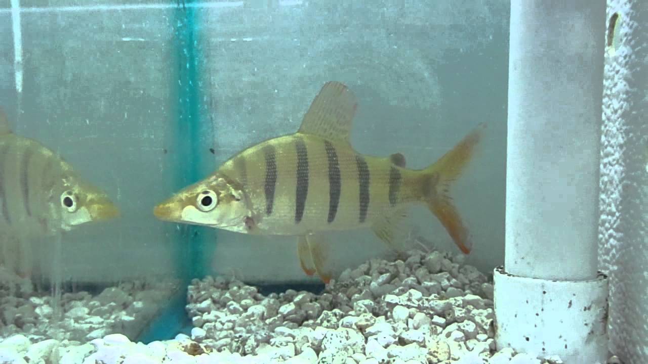 Distichodus Lusosso at www.AquaScapeOnline.com