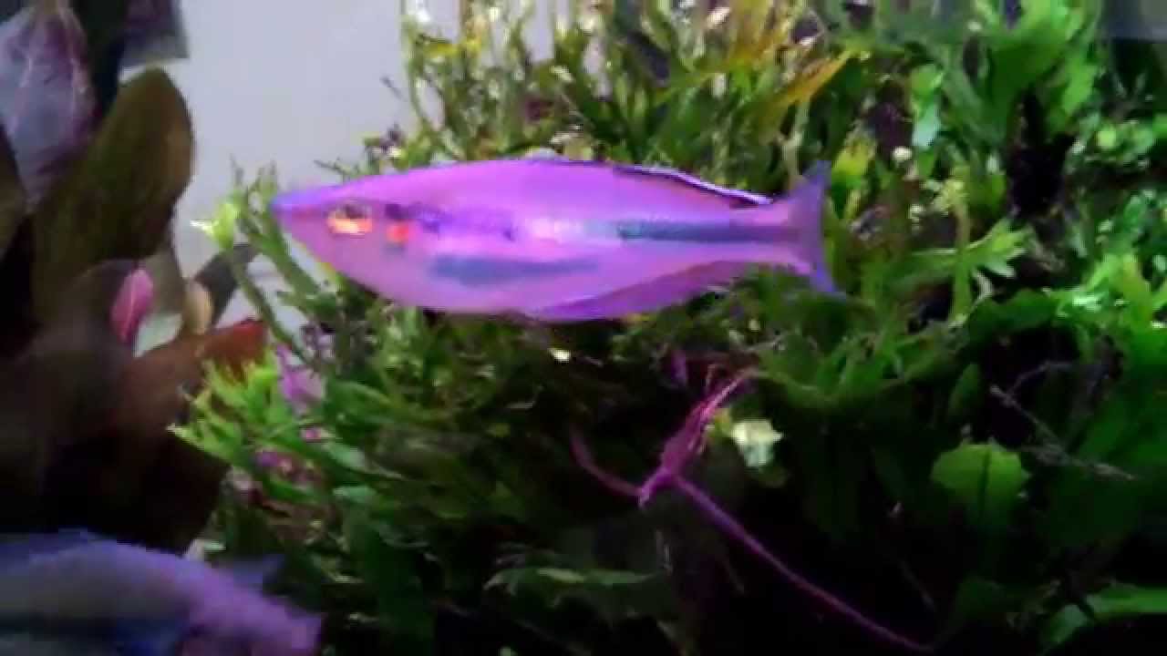 Melanotaenia laticlavia Aifuf Rainbowfish 艾芙如美人 V 20150212 231030
