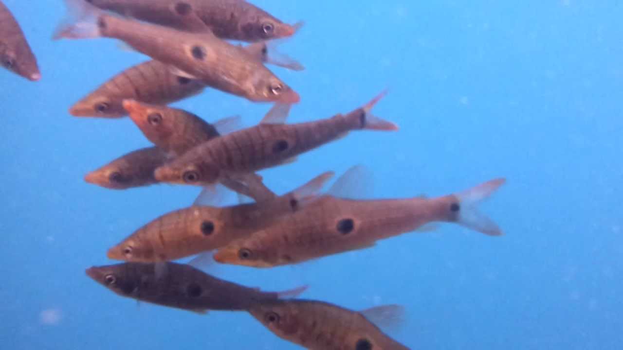 Pseudanos trimaculatus bij Aquarium Speciaalzaak Utaka