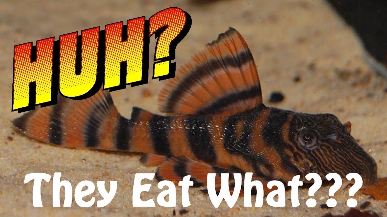 L397 Plecos in the Fish Room