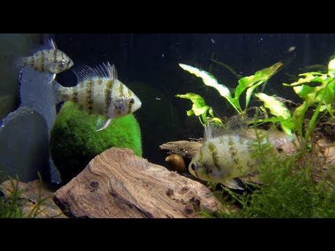 Scheibenbarsch (Enneacanthus chaetodon), KoiCompetence