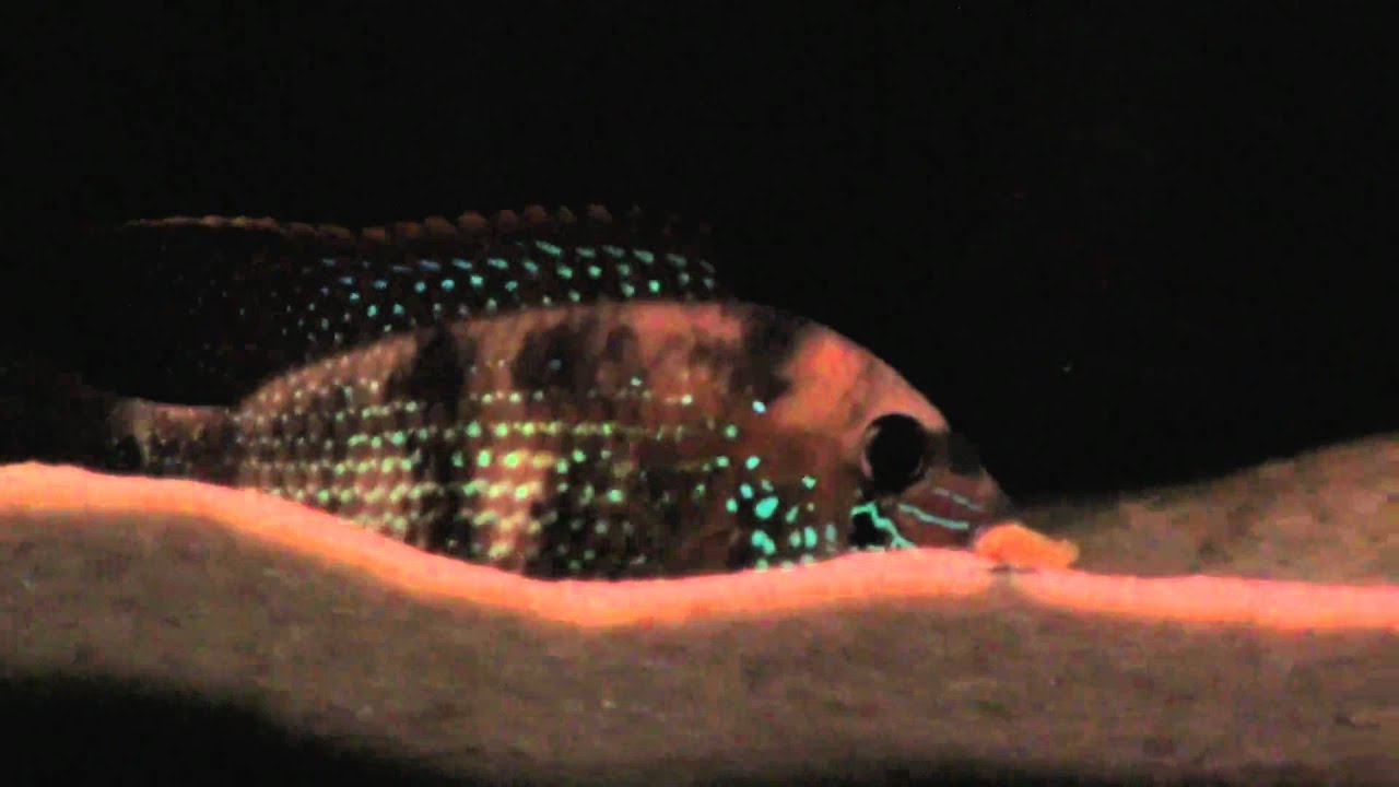 Andinoacara coeruleopunctatus "Cascajal"