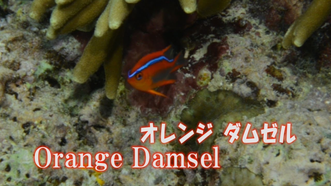 オレンジダムゼル　Orange Damsel　バリダムゼル　クロスズ・ダムゼル 水中映像
