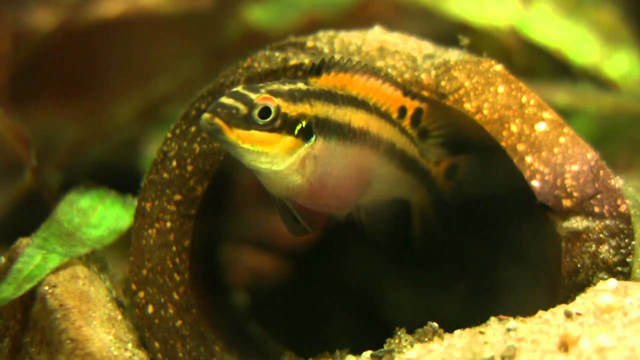Der Smaragdprachtbarsch Pelvicachromis taeniatus "Nigeria Red"