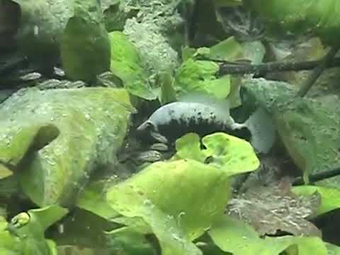 Herichthys bartoni in the wild