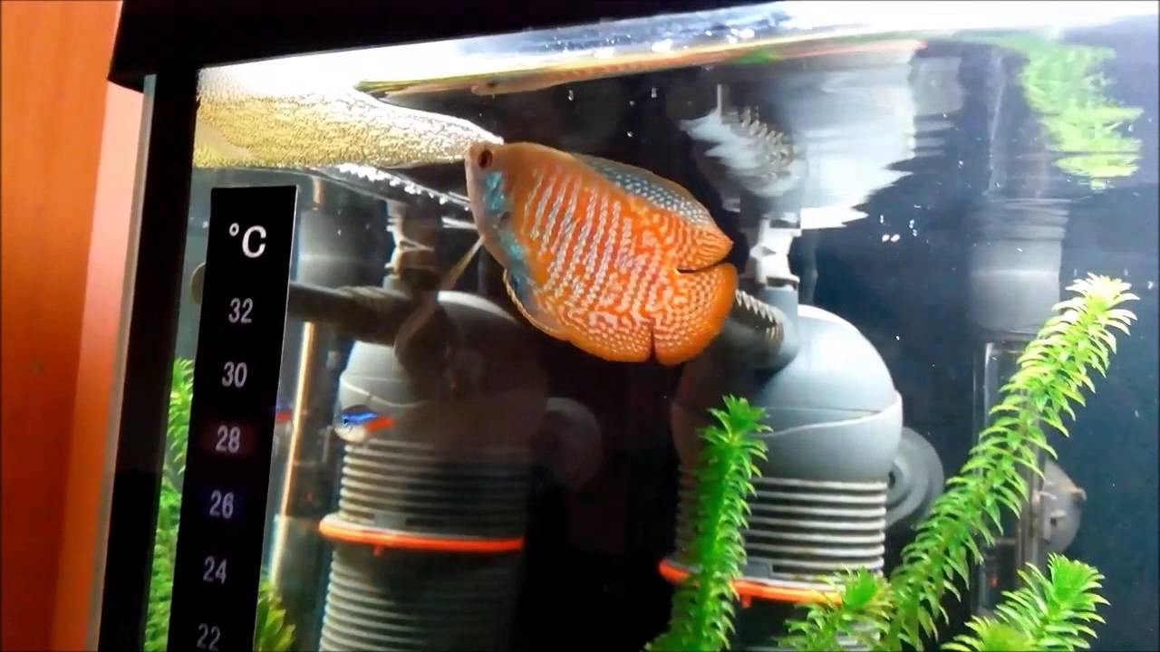 Colisa lalia breeding in community tank