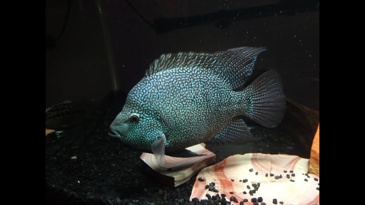 Herichthys Carpintis Cichlid Guarding Eggs