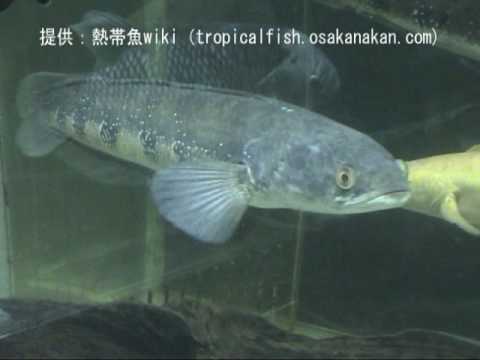 幼魚の「コブラスネークヘッド（Cobra Snakehead）」学名：Channa marulius