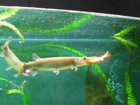 Predator attack Ctenolucius Hujeta vs. goldfish