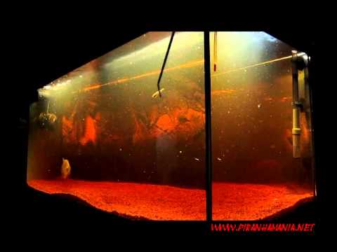 Serrasalmus Maculatus feeding