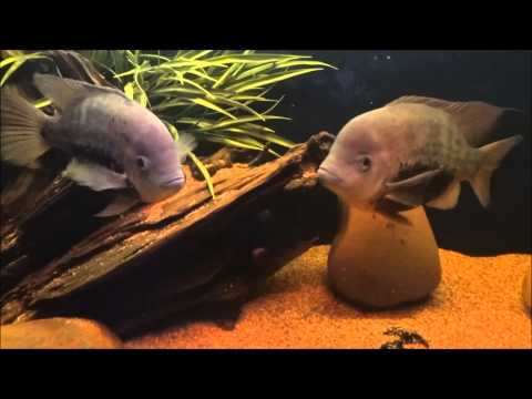 My New Herichthys Pearsei Breeding Pair