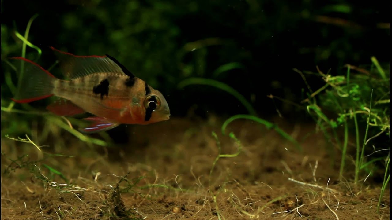 [HD 1080p] Mikrogeophagus altispinosus - beim Mulm grundeln / gobies in the humus
