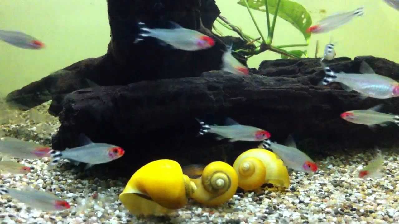 Roodneuszalm, Hemigrammus Bleheri