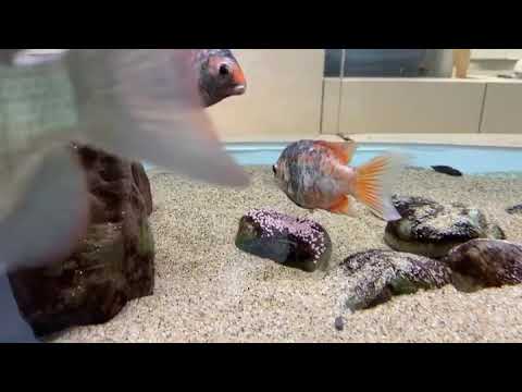 paretroplus kieneri Madagascar cichlid