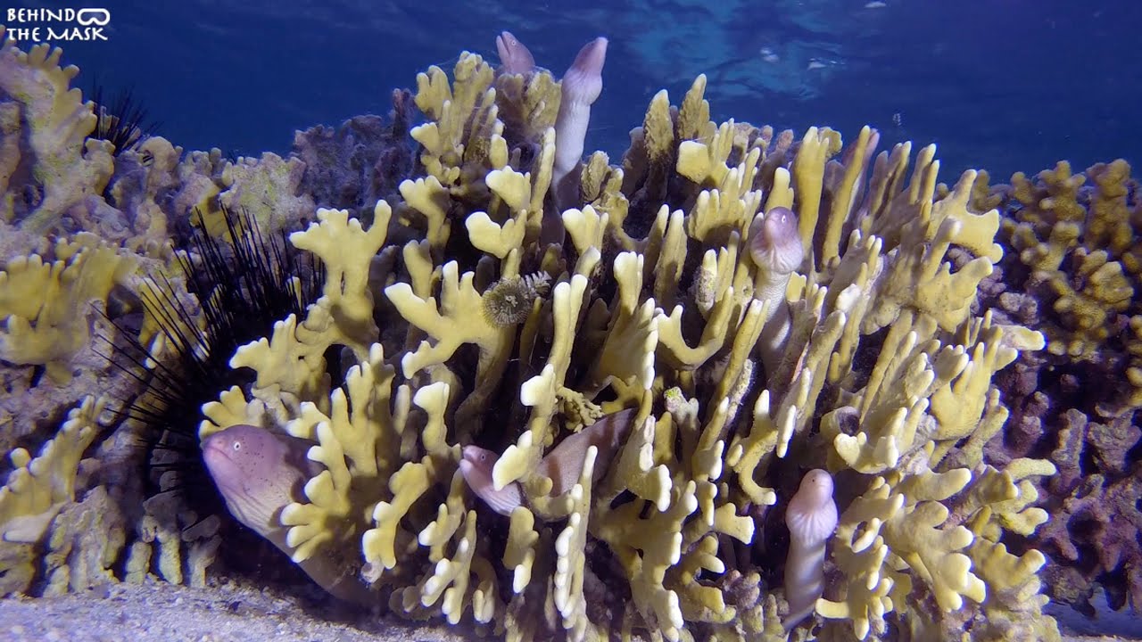 Geometric Moray (Gymnothorax griseus)