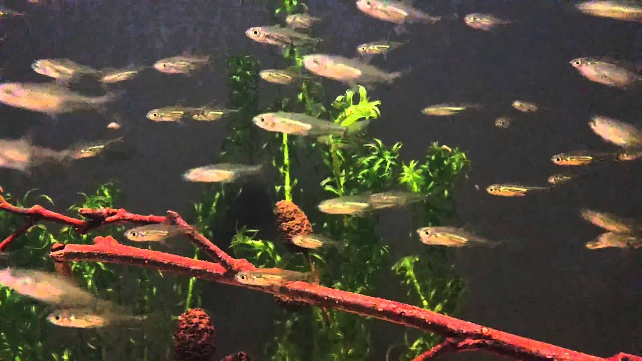 Lepidarchus adonis (wild) bij Aquarium Speciaalzaak Utaka
