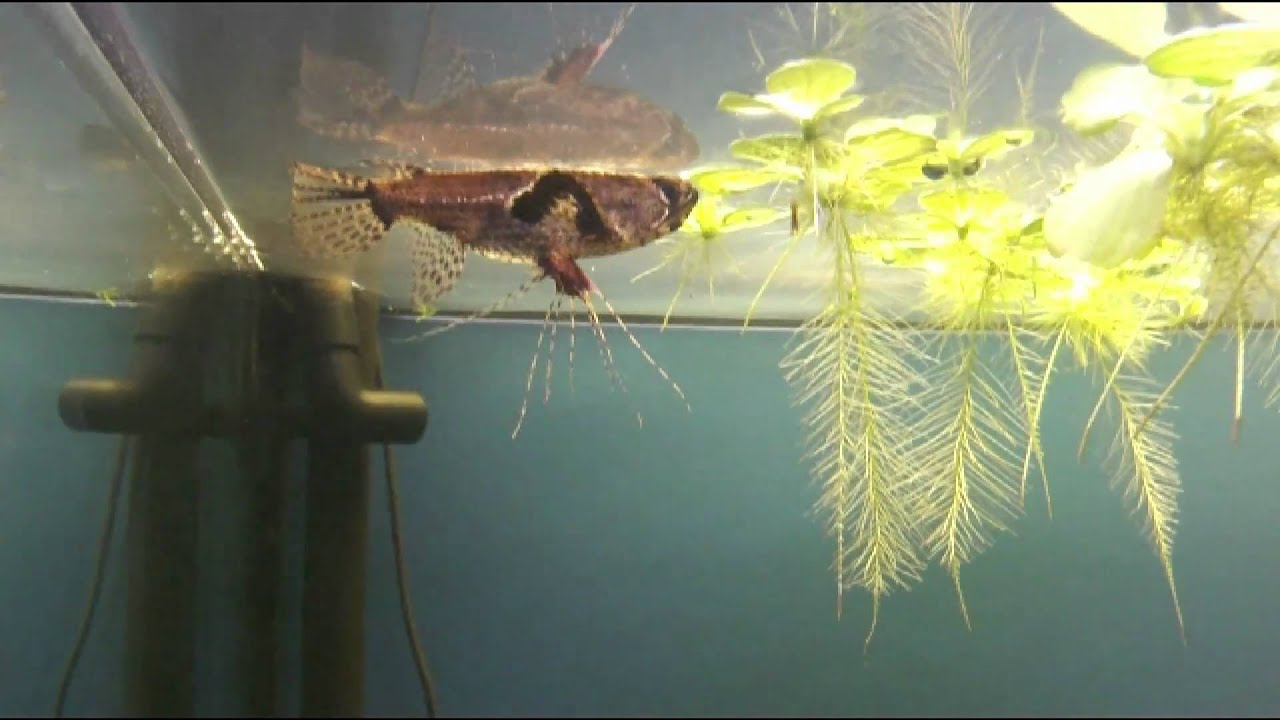 pantodon buchholzi eating