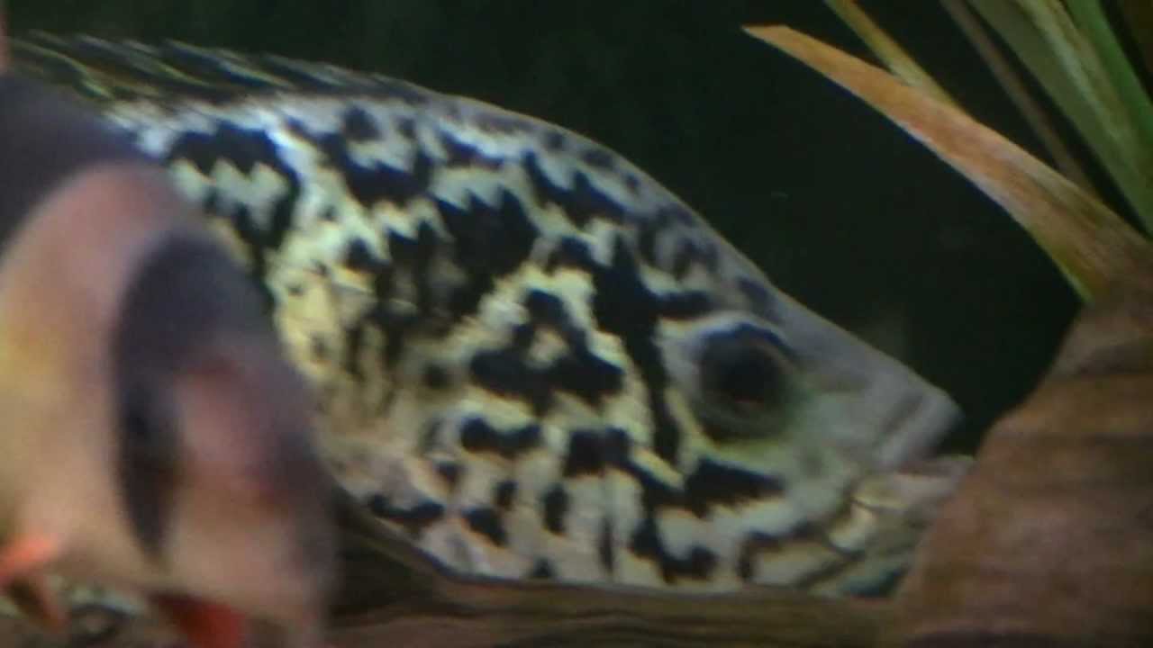 Aggro Cuban Cichlid (Nandopsis tetracanthus)