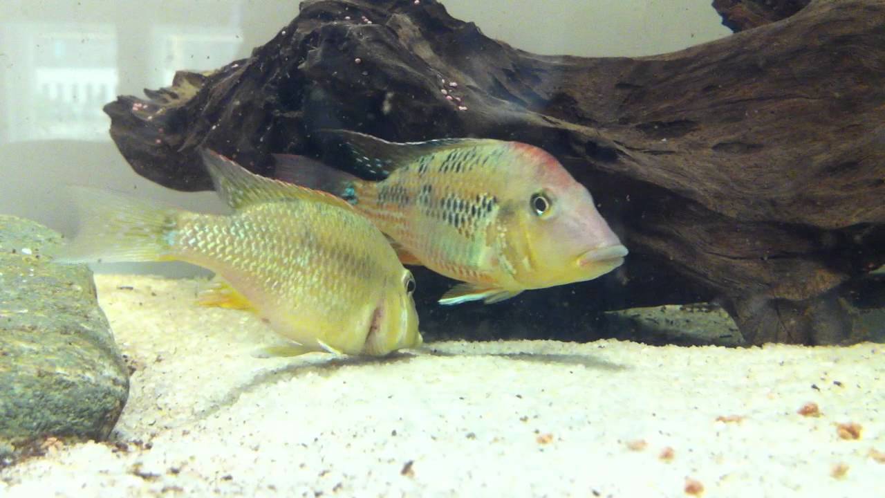 Geophagus steindachneri spawning