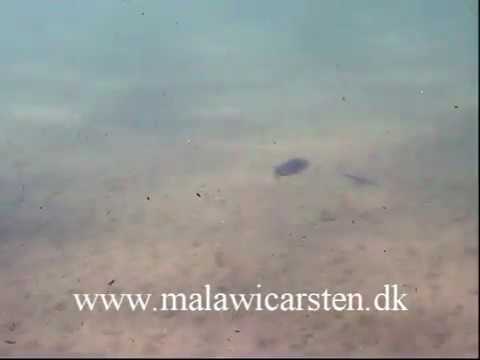 Protomelas annectens Chiofu