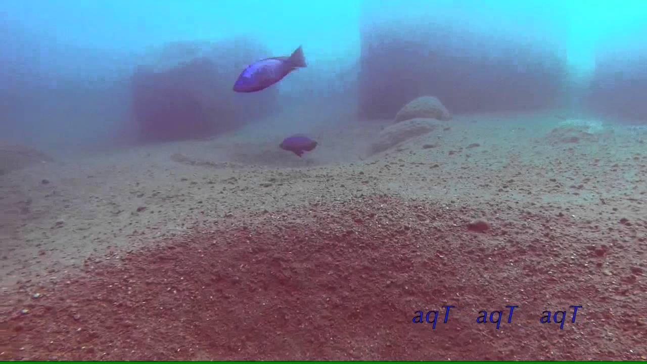 'Finding Buddy' - Dimidiochromis kiwinge