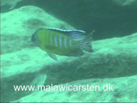 Genyochromis mento angriber Aulonocara stuartgranti Usisya