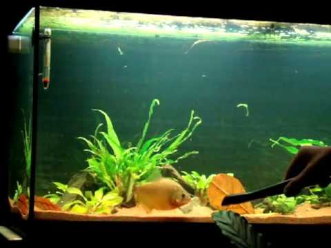 Monsterfish.it - Serrasalmus Spilopleura