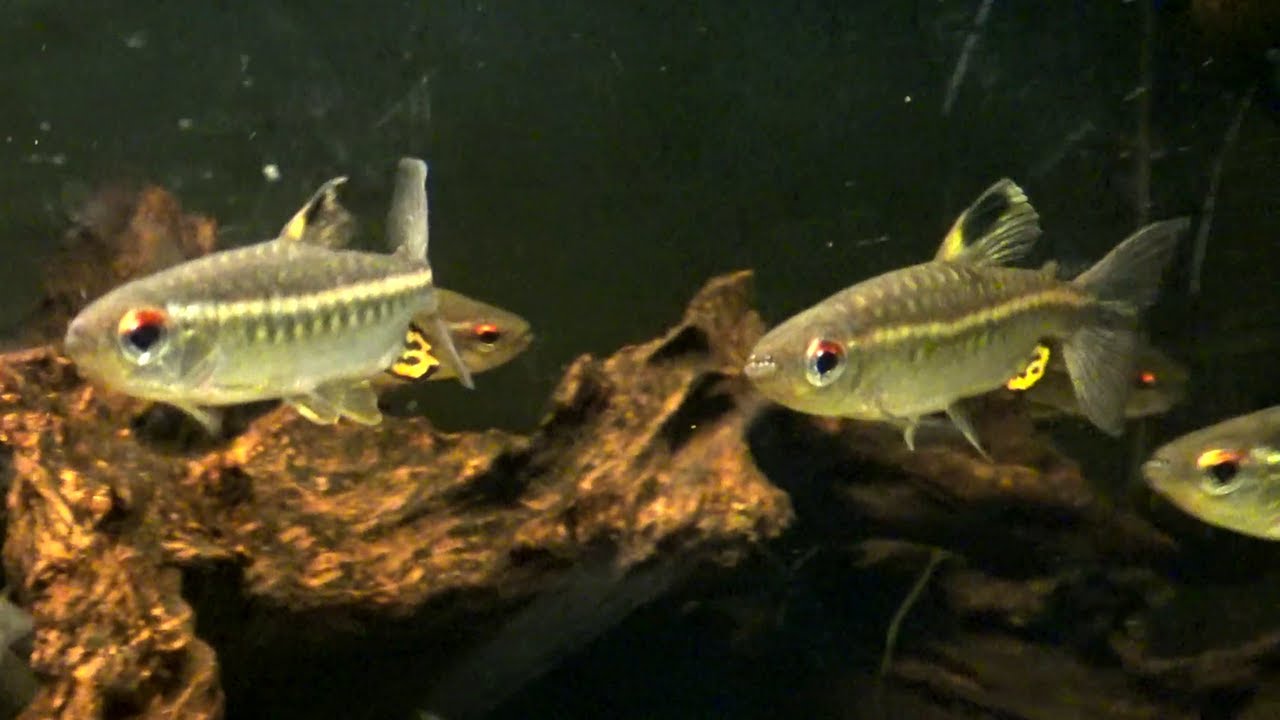 Arnoldichthys spilopterus: The Niger tetra
