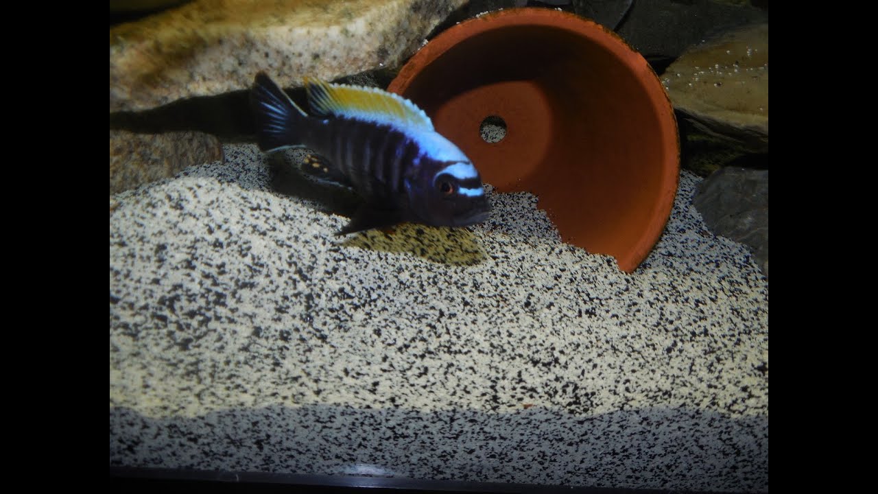 Cynotilapia Aurifrons" mbamba" nkhata bay