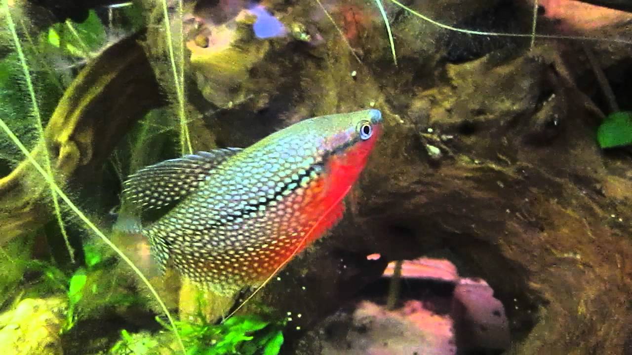 Trichogaster Leeri Male